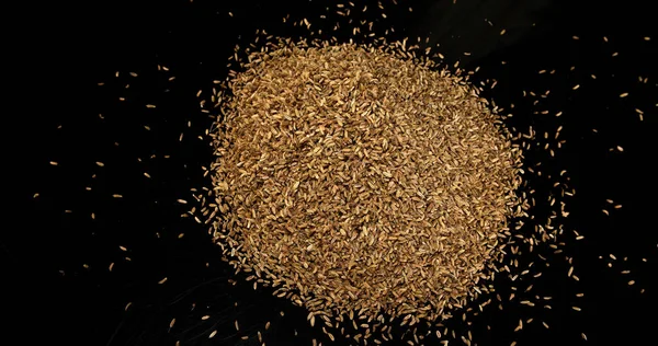 Fennel Tohumları Foeniculum Vulgare Siyah Arka Planda Patlıyor — Stok fotoğraf