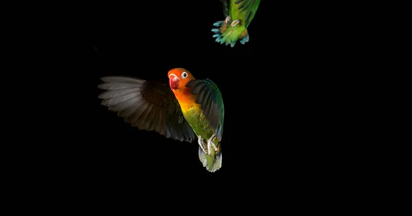 Fischer Lovebird Agapornis Fischeri Pár Stojící Branch Vzlétající Letu — Stock fotografie