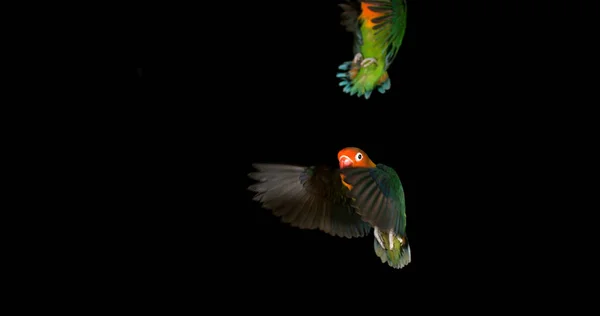 Fischer Lovebird Agapornis Fischeri Pár Stojící Branch Vzlétající Letu — Stock fotografie