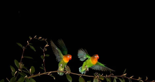 Fischer Lovebird Agapornis Fischeri Pair Standing Branch Taking Flight — Stock Photo, Image