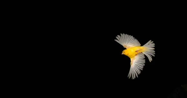 Żółty Kanarek Serinus Canaria Dorosły Locie Czarnym Tle — Zdjęcie stockowe