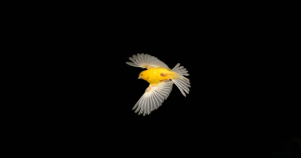 Yellow Canary Serinus Canaria Adulto Volo Sfondo Nero — Foto Stock