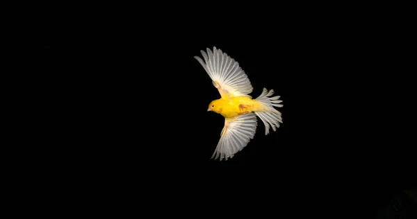 Sarı Kanarya Serinus Kanarya Yetişkin Kara Arkaplan Karşı Uçuyor — Stok fotoğraf
