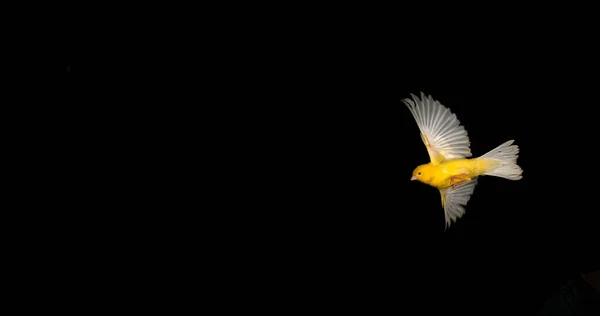 Sarı Kanarya Serinus Kanarya Yetişkin Kara Arkaplan Karşı Uçuyor — Stok fotoğraf