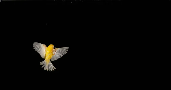 Yellow Canary Serinus Canaria Ενηλίκων Στην Πτήση Κατά Black Background — Φωτογραφία Αρχείου