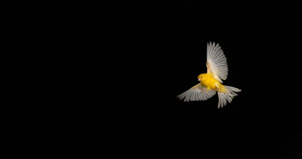 Yellow Canary Serinus Canaria Ενηλίκων Στην Πτήση Κατά Black Background — Φωτογραφία Αρχείου