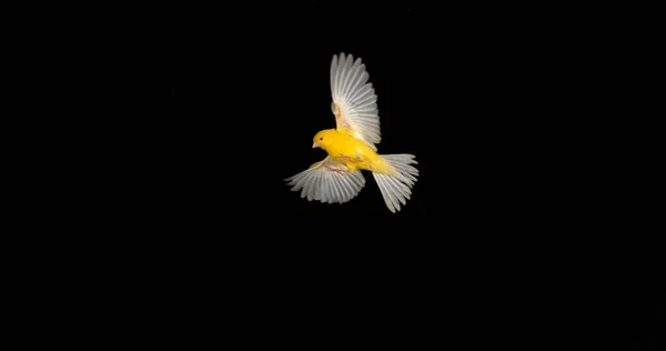 Yellow Canary Serinus Canaria Volwassene Vlucht Tegen Zwarte Achtergrond — Stockfoto