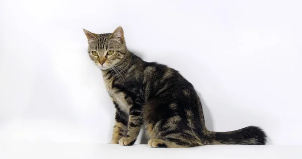 Brown Tabby Domestic Cat Pussy White Background — Foto Stock
