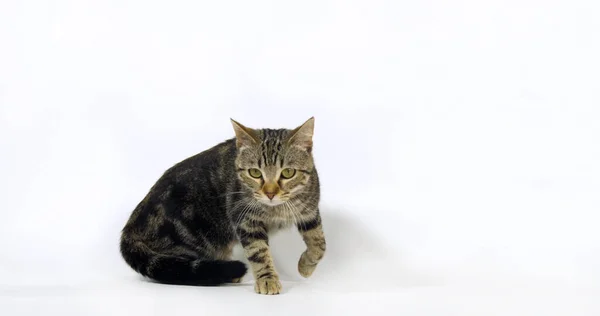 Brown Tabby Domestic Cat Pussy White Background — 스톡 사진
