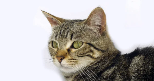 Brown Tabby Domestic Cat Portrait Pussy White Background — 图库照片