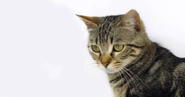 Brown Tabby Domestic Cat Portrait Pussy White Background — Foto de Stock