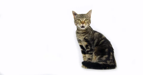 Brown Tabby Domestic Cat Pussy White Background — 图库照片