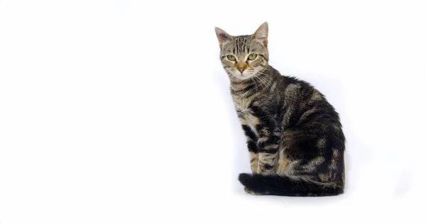 Brown Tabby Domestic Cat Pussy White Background — 스톡 사진