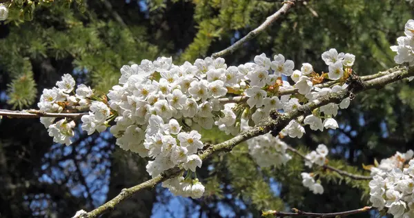 Kvetoucí Třešňový Strom Prunus Normandie Francii — Stock fotografie