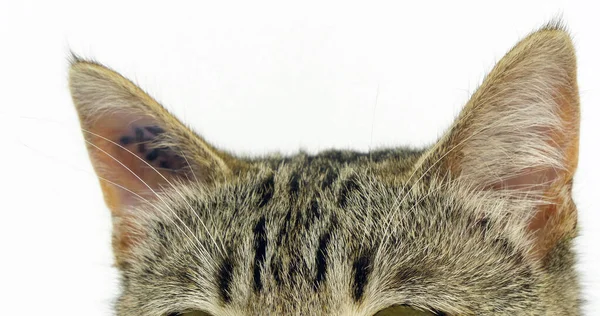 Brown Tabby Domestic Cat Portrait Pussy White Background Close Ears — Φωτογραφία Αρχείου