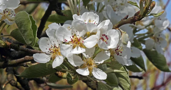 Filial Apple Tree Flores Normandia França — Fotografia de Stock
