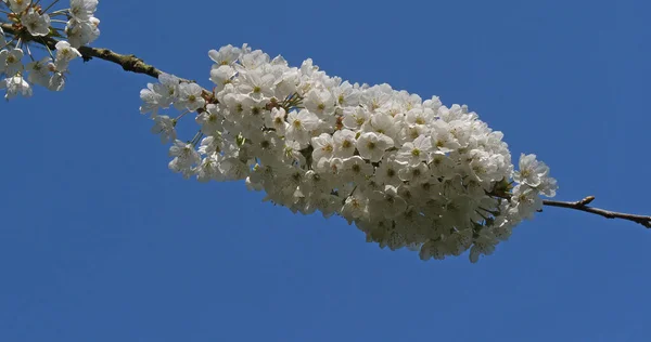 Cerezo Floreciente Prunus Normandía Francia — Foto de Stock