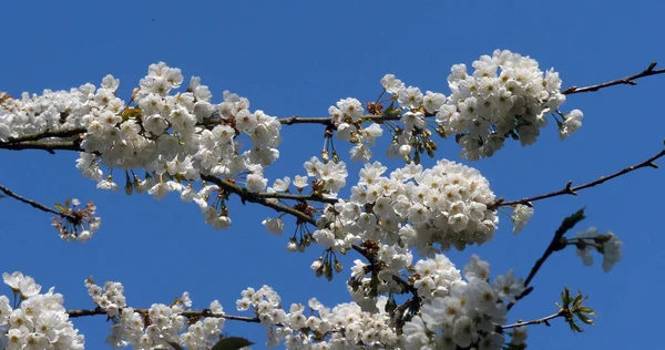 Ανθισμένη Κερασιά Prunus Νορμανδία Στη Γαλλία — Φωτογραφία Αρχείου