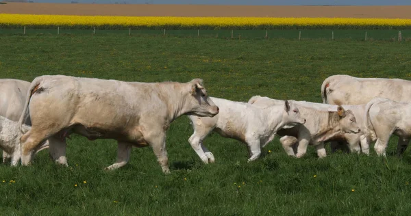 Charolais Rinder Eine Französische Rasse Herde Auf Einer Weide Der — Stockfoto