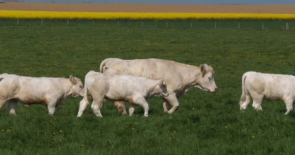 Charolais Cattle Fransk Ras Herd Promenader Genom Ängen Normandie Frankrike — Stockfoto