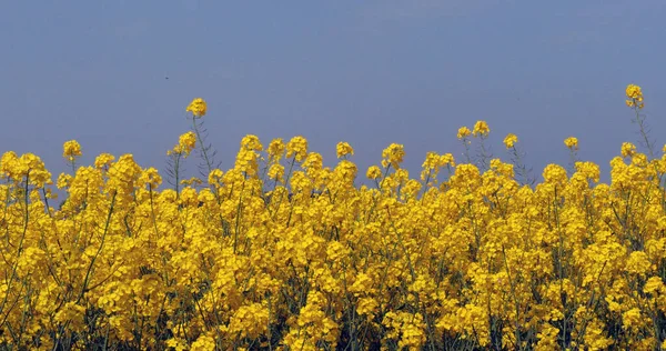 Tecavüz Alanı Brassica Napus Normandiya Fransa — Stok fotoğraf