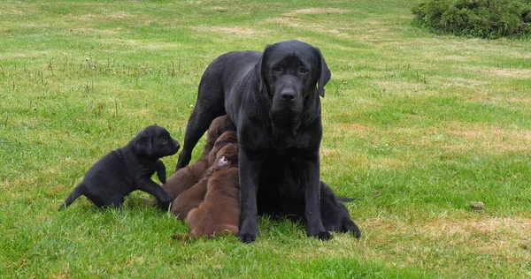 Black Labrador Retriever Bitch Feeds Black Brown Puppies Normandy France — Stockfoto