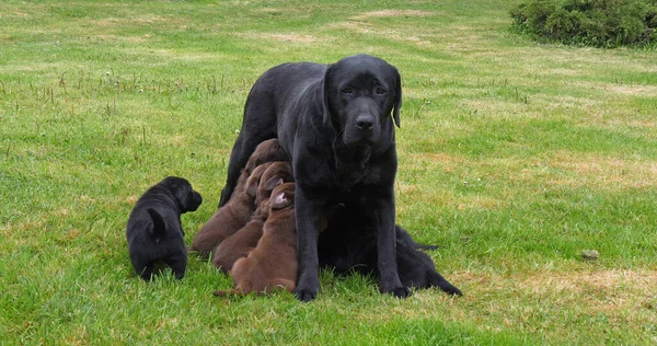 Black Labrador Retriever Bitch Feeds Black Brown Puppies Normandy France — Fotografia de Stock