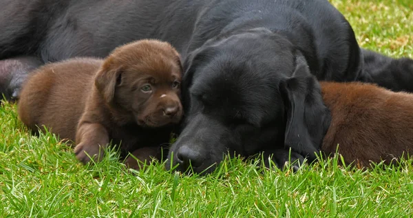 Black Labrador Retriever Bitch and Black and Brown Puppies on the Lawn, Normandy