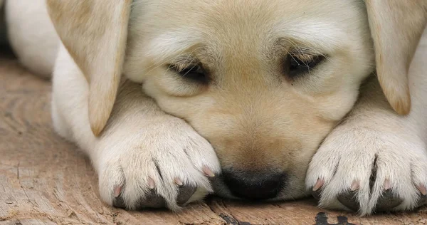 Labrador Retriever Yellow Puppy Arabası Nda Uyuyor Normandiya Fransa — Stok fotoğraf