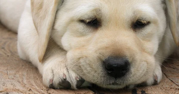 Labrador Retriever Cachorro Amarillo Durmiendo Una Carretilla Normandía Francia — Foto de Stock