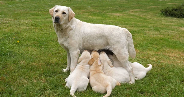 Yellow Labrador Retriever Bitch Feeds Puppies Suckling Normandy France — Stockfoto