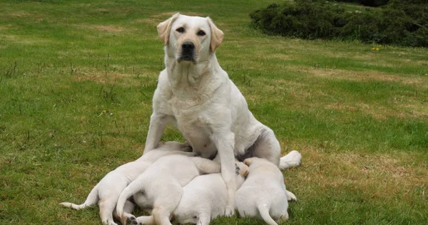 Yellow Labrador Retriever Bitch Feeds Puppies Suckling Normandy France — Fotografia de Stock