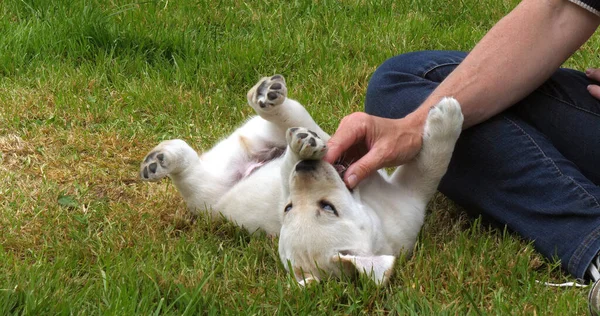Yellow Labrador Retriever Puppy Spelen Met Zijn Meesteres Het Gazon — Stockfoto