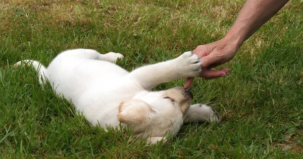 Żółty Labrador Retriever Szczeniak Bawiący Się Swoją Panią Trawniku Normandia — Zdjęcie stockowe