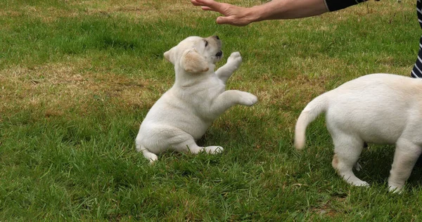 Gelber Labrador Retriever Welpe Spielt Mit Seiner Herrin Auf Dem — Stockfoto