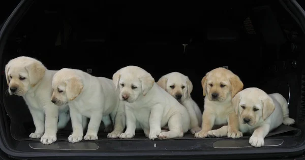 Yellow Labrador Retriever, Puppies in the Trunk of a Car, Normandy in France