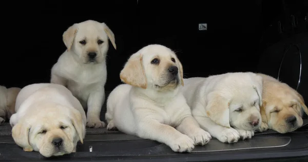 Yellow Labrador Retriever, Puppies Sleeping in the Trunk of a Car, Normandy in France