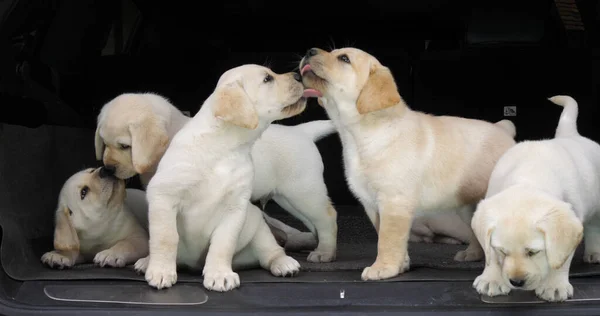 Yellow Labrador Retriever, Puppies in the Trunk of a Car, Licking the Nose, Normandy in France