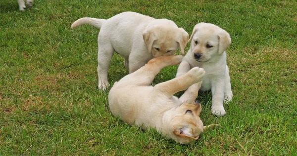 Yellow Labrador Retriever, Group of Puppies Playing on the Lawn, Normandy in France
