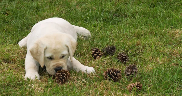 Yellow Labrador Retriever Filhote Cachorro Brincando Gramado Com Pine Cone — Fotografia de Stock