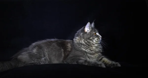 Голубая Обнаженная Табби Мэйн Кун Домашняя Кошка Самка Лежащая Черном — стоковое фото