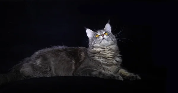 Blue Blotched Tabby Maine Coon Εγχώρια Γάτα Θηλυκό Φόντο Μαύρο — Φωτογραφία Αρχείου