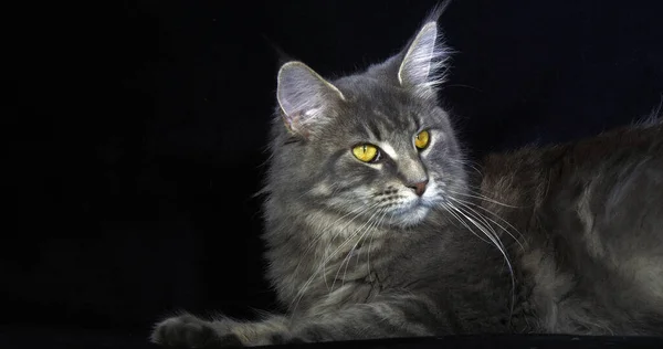 Blue Blotched Tabby Maine Mýval Domácí Kočka Žena Ležící Černém — Stock fotografie