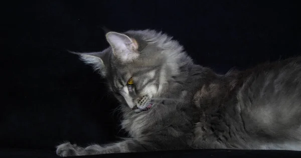 Blue Blotched Tabby Maine Mosómedve Házi Macska Fekvő Ellen Fekete — Stock Fotó