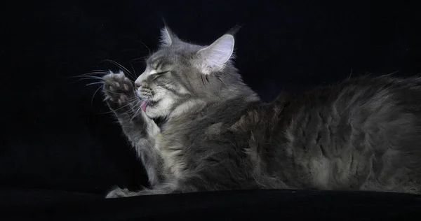 Blue Blotched Tabby Maine Coon Εγχώρια Γάτα Θηλυκό Φόντο Μαύρο — Φωτογραφία Αρχείου
