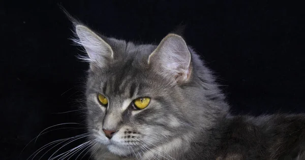 Blue Blotched Tabby Maine Coon Вітчизняний Кіт Портрет Жінки Чорному — стокове фото