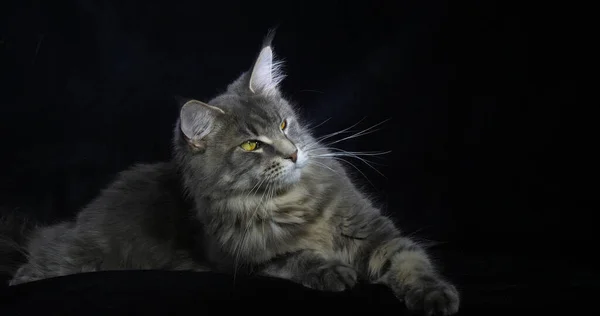 Blue Blotched Tabby Maine Mýval Domácí Kočka Žena Ležící Černém — Stock fotografie