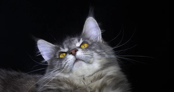 ブルーブロッチタビーメインクーン国内猫 黒い背景に対する女性の肖像画 フランスのノルマンディ — ストック写真