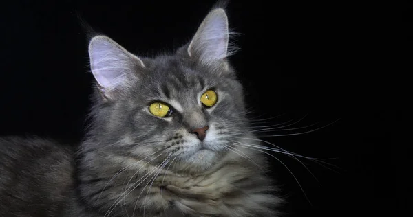 Blue Blotched Tabby Maine Coon Domestic Cat Retrato Feminino Contra — Fotografia de Stock