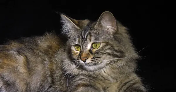Tortie Maine Coon Domestic Cat Feminino Colocando Contra Fundo Preto — Fotografia de Stock